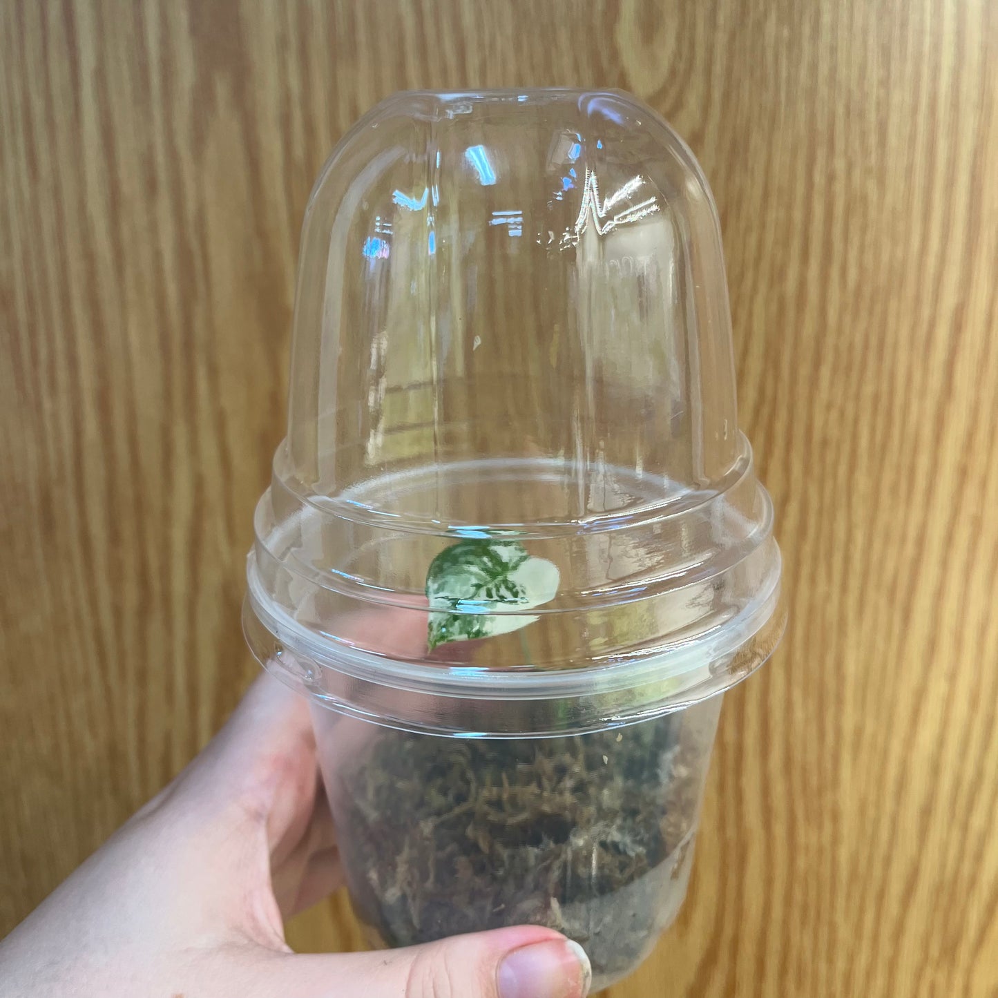 Alocasia Variegated Frydek Pup - Nursery Dome, Rooted in Sphagnum