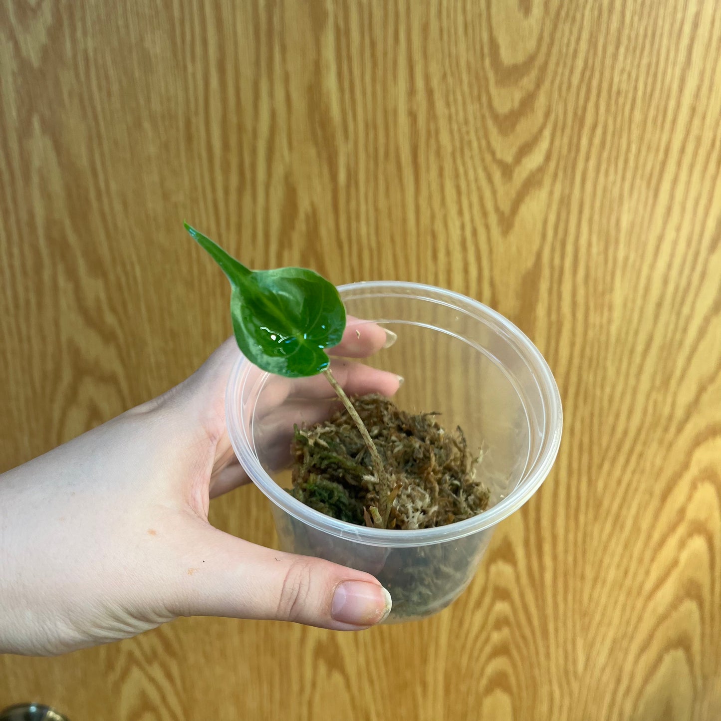 Alocasia Stingray Pup - Nursery Dome, Rooted in Sphagnum