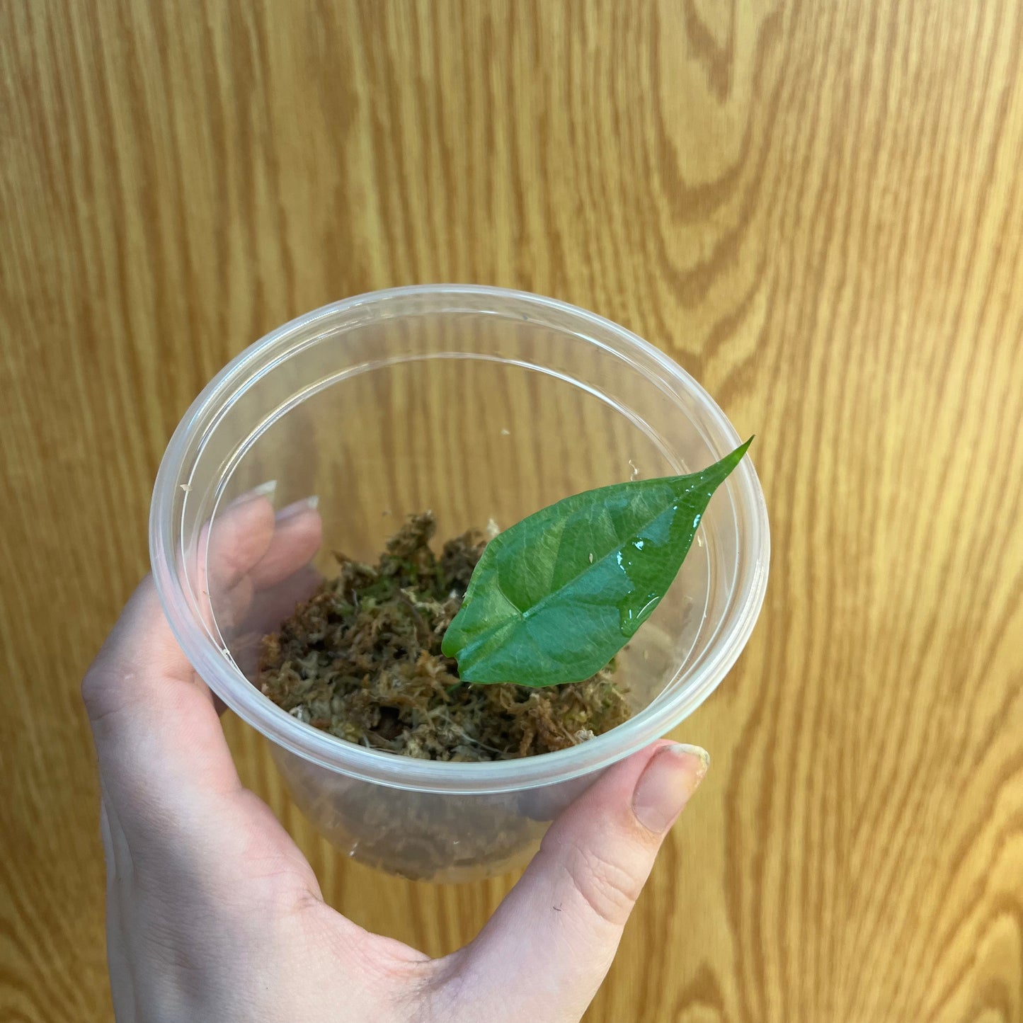 Alocasia Dragons Breath Pup - Nursery Dome, Rooted in Sphagnum