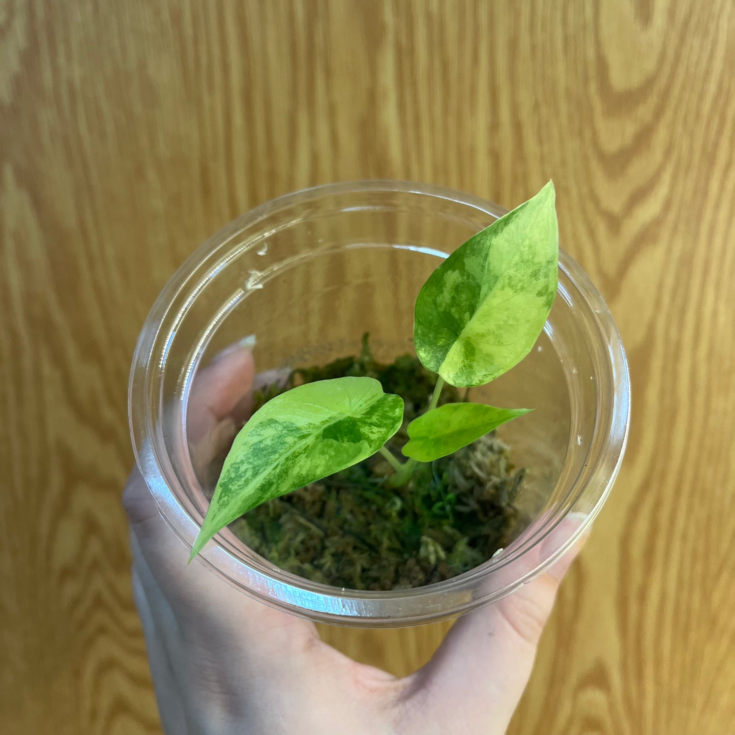 Alocasia Odora Aurea Pup - Nursery Dome, Rooted in Sphagnum