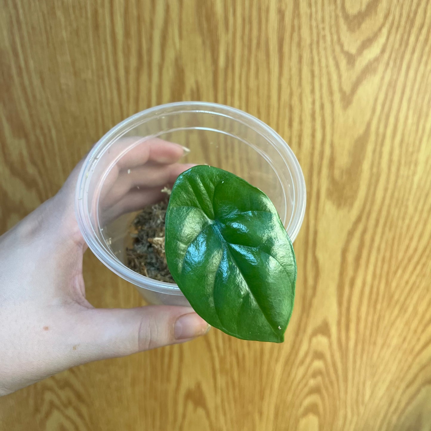 Alocasia Mythic Rumpelstiltskin Pup - Nursery Dome, Rooted in Sphagnum