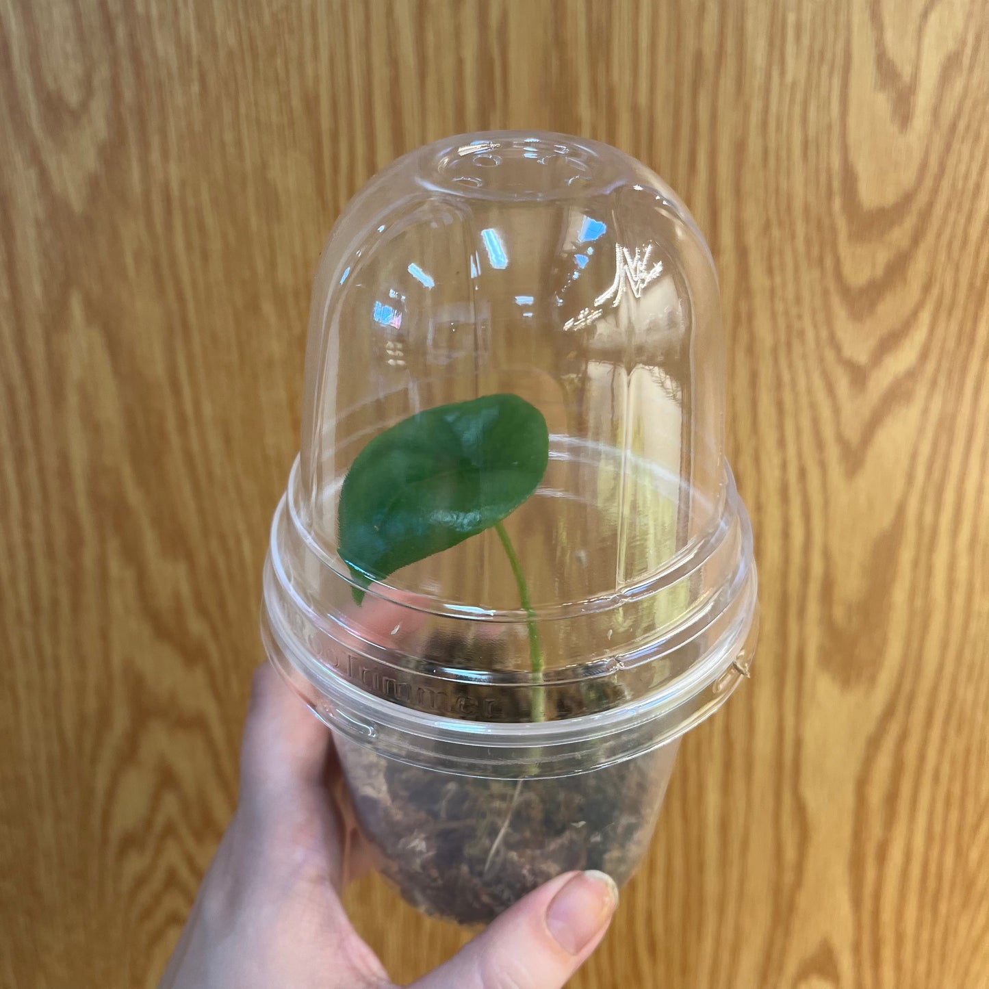 Alocasia Mythic Rumpelstiltskin Pup - Nursery Dome, Rooted in Sphagnum