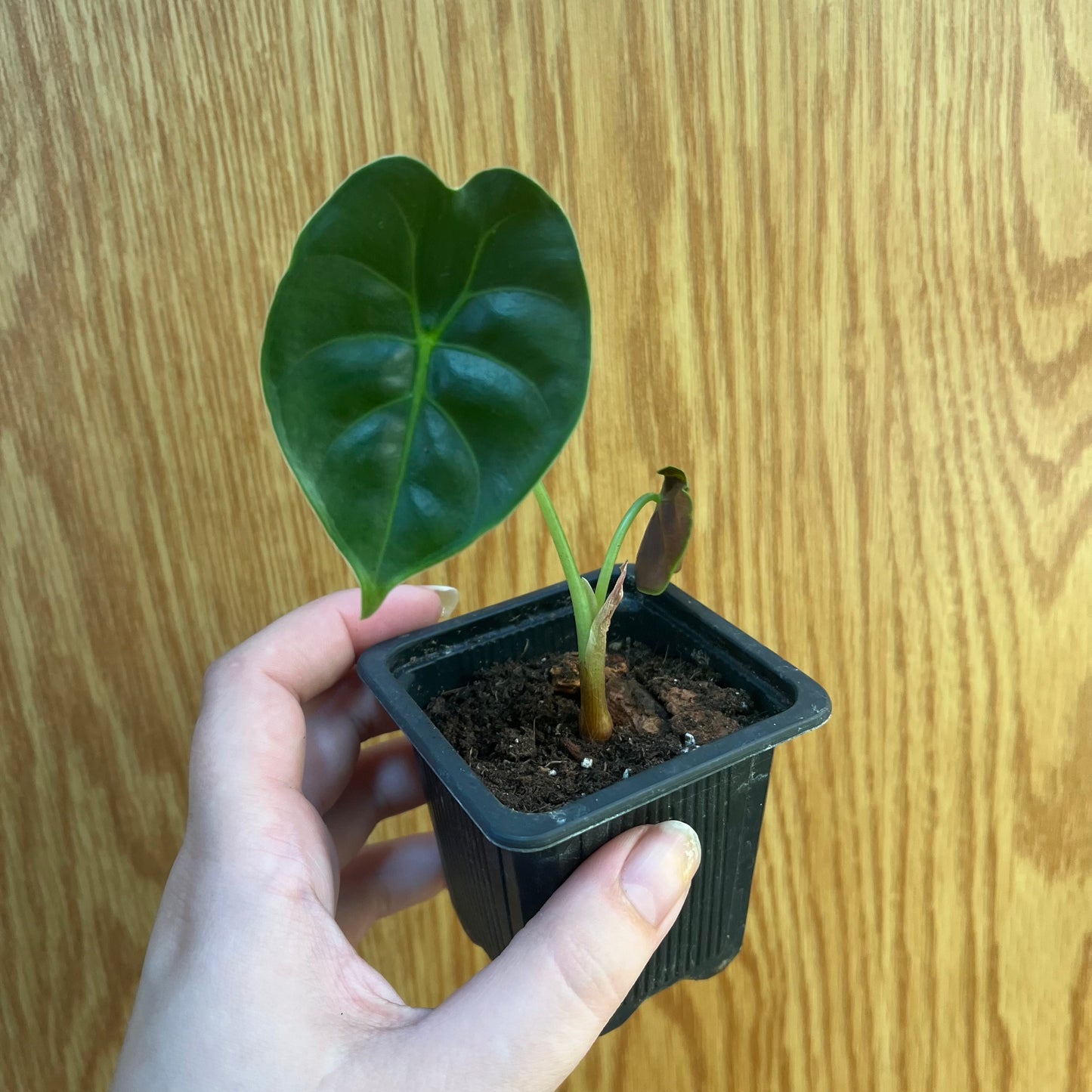 Alocasia Green Unicorn Pup