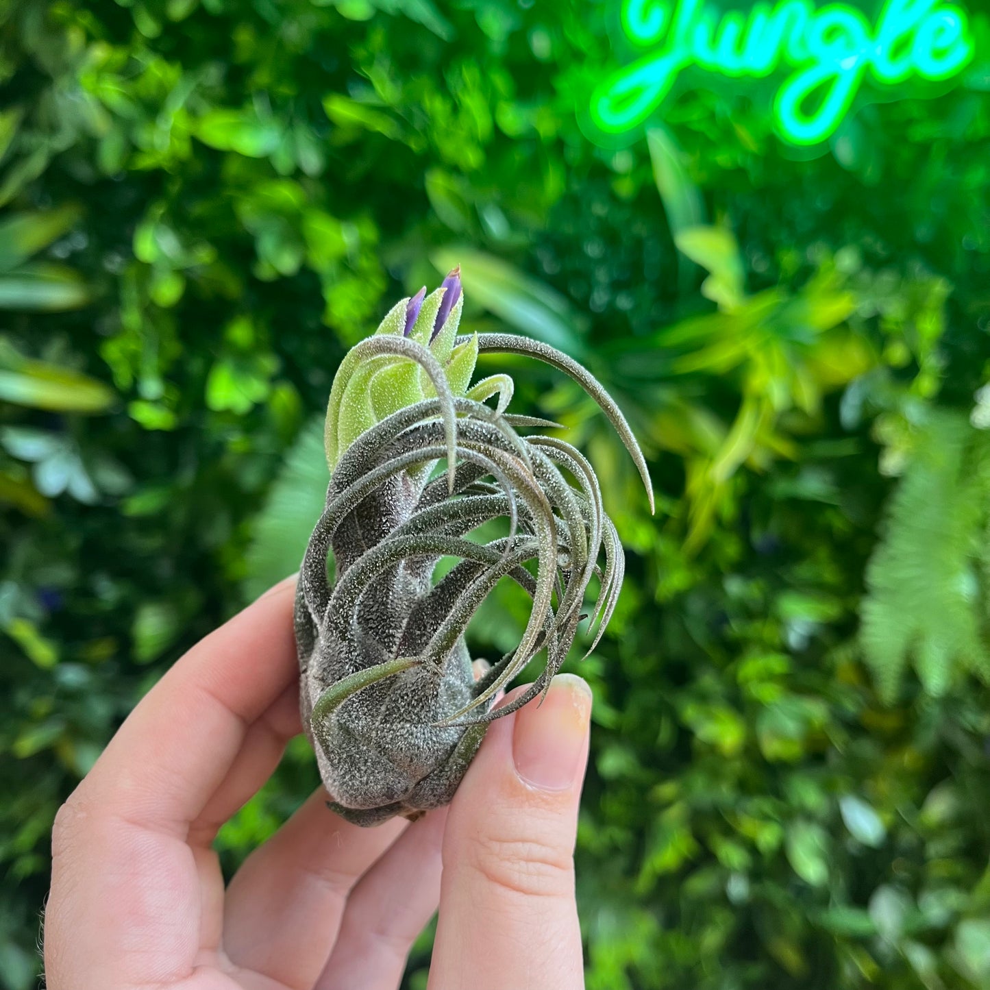 Blooming Tillandsia Pruinosa