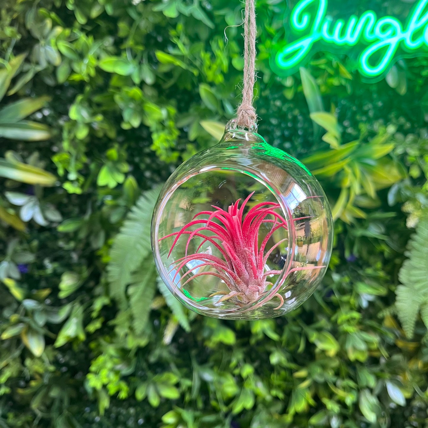 Glass Orb Air Plant Hanger