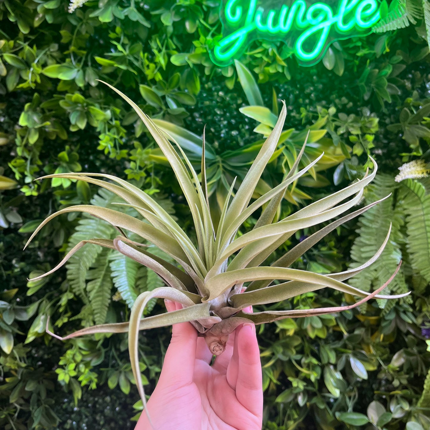 Large Tillandsia Capitata Peach