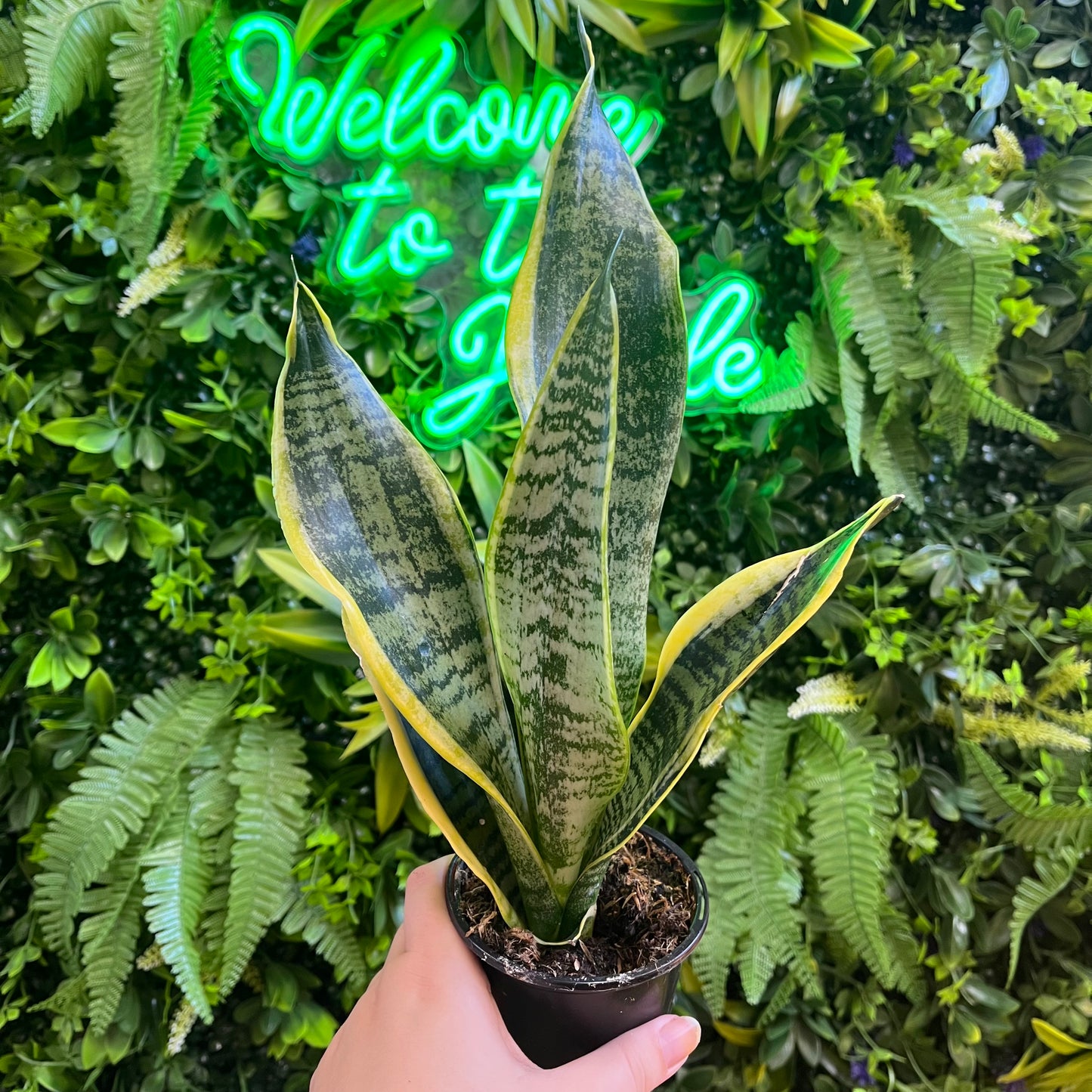 3" Sansevieria Assorted (Snake Plant)