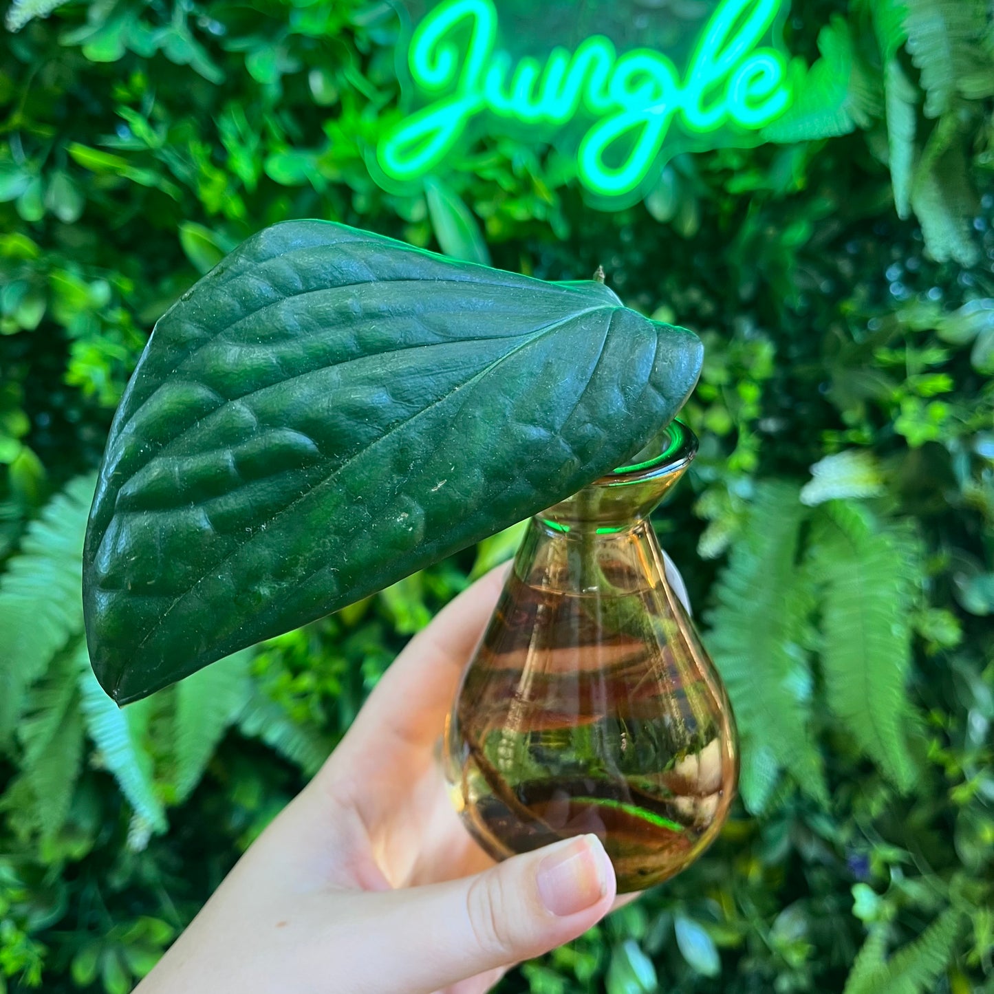 Premium Propagations in Bud Vases