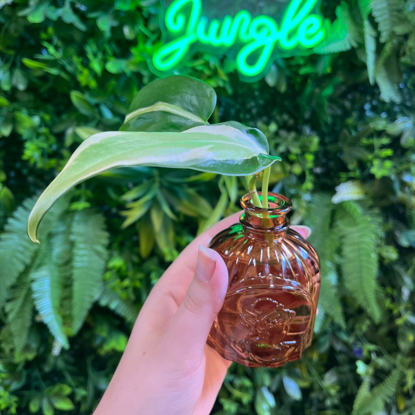 Premium Propagations in Bud Vases