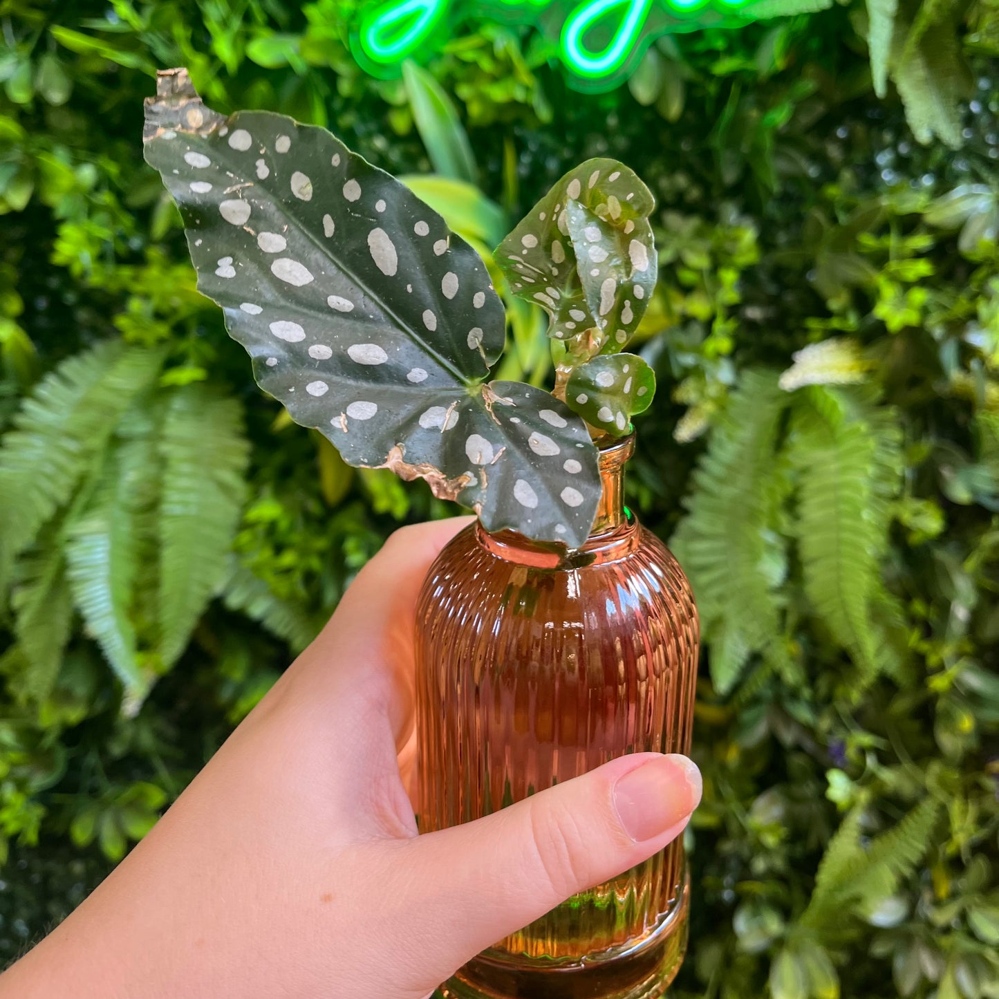 Premium Propagations in Bud Vases