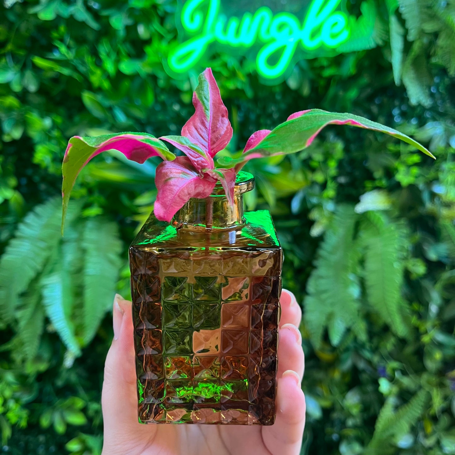 Premium Propagations in Bud Vases