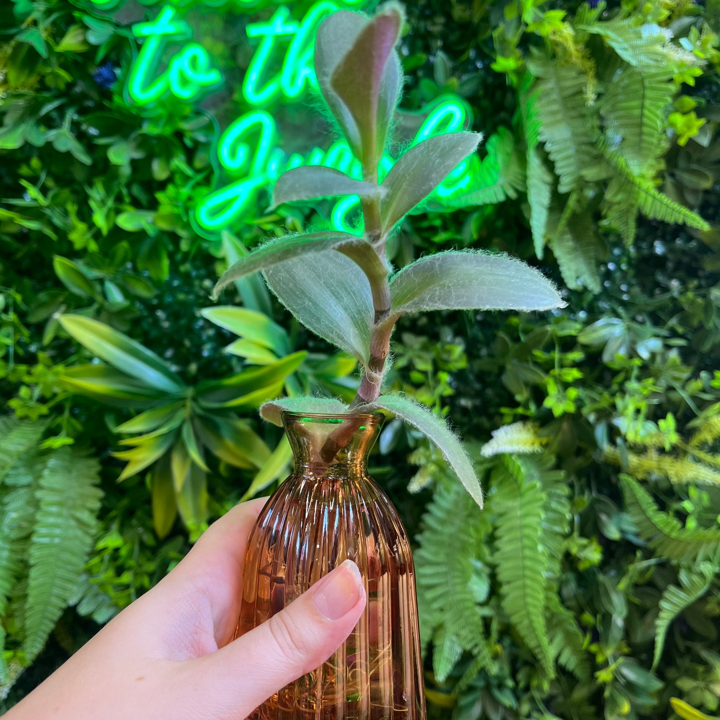 Premium Propagations in Bud Vases