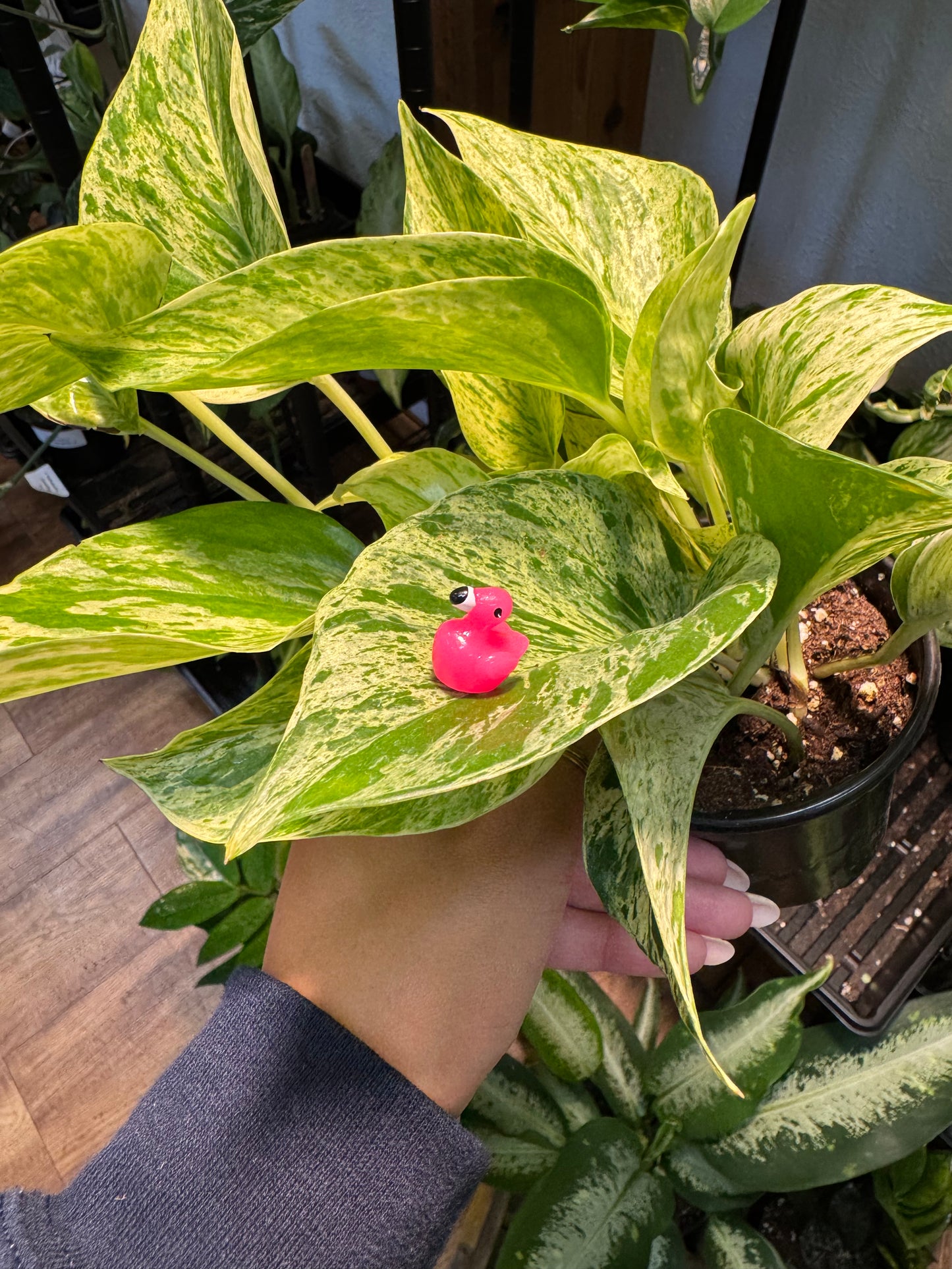 Flamingo Plant Magnet
