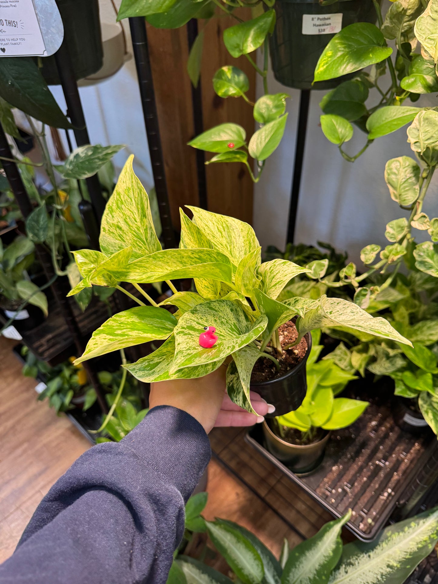 Flamingo Plant Magnet