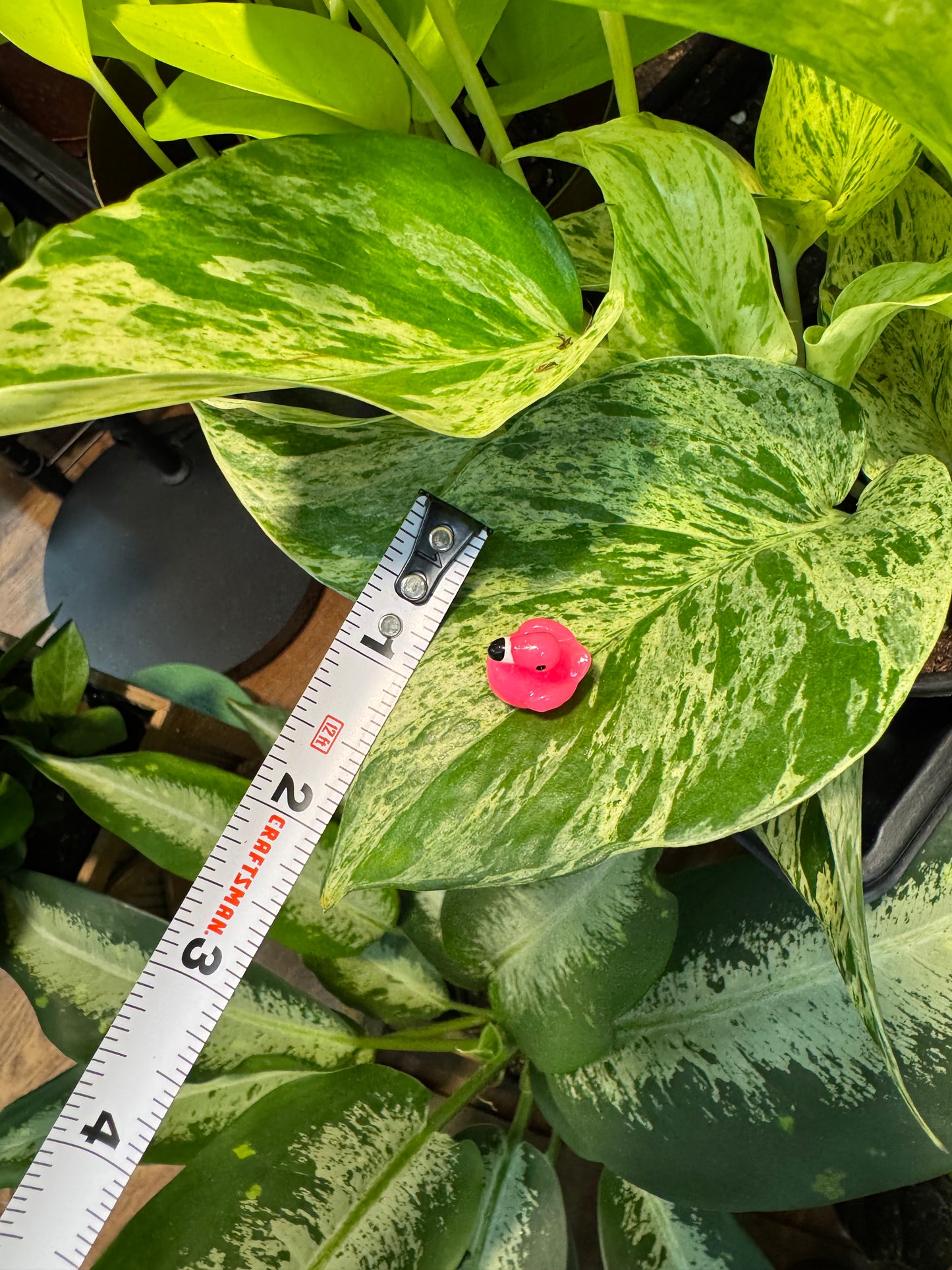 Flamingo Plant Magnet