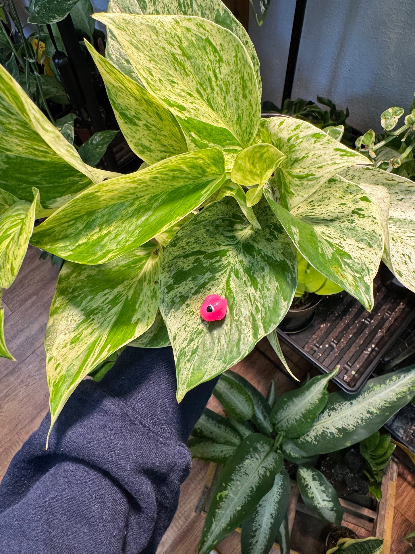 Flamingo Plant Magnet