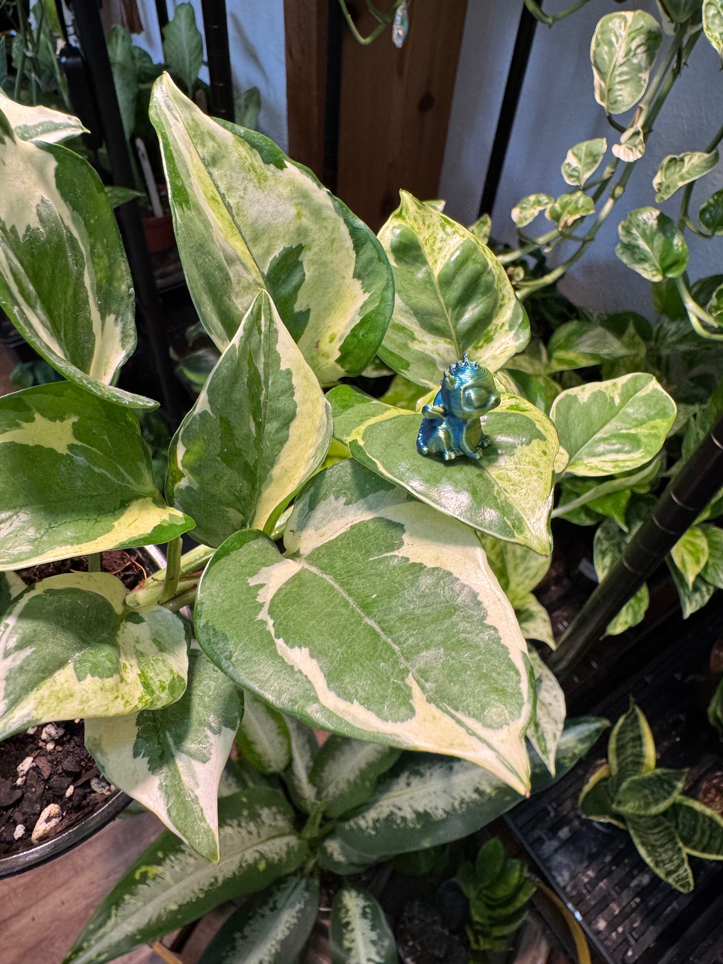 3D Dragon Plant Magnet - Assorted Colors