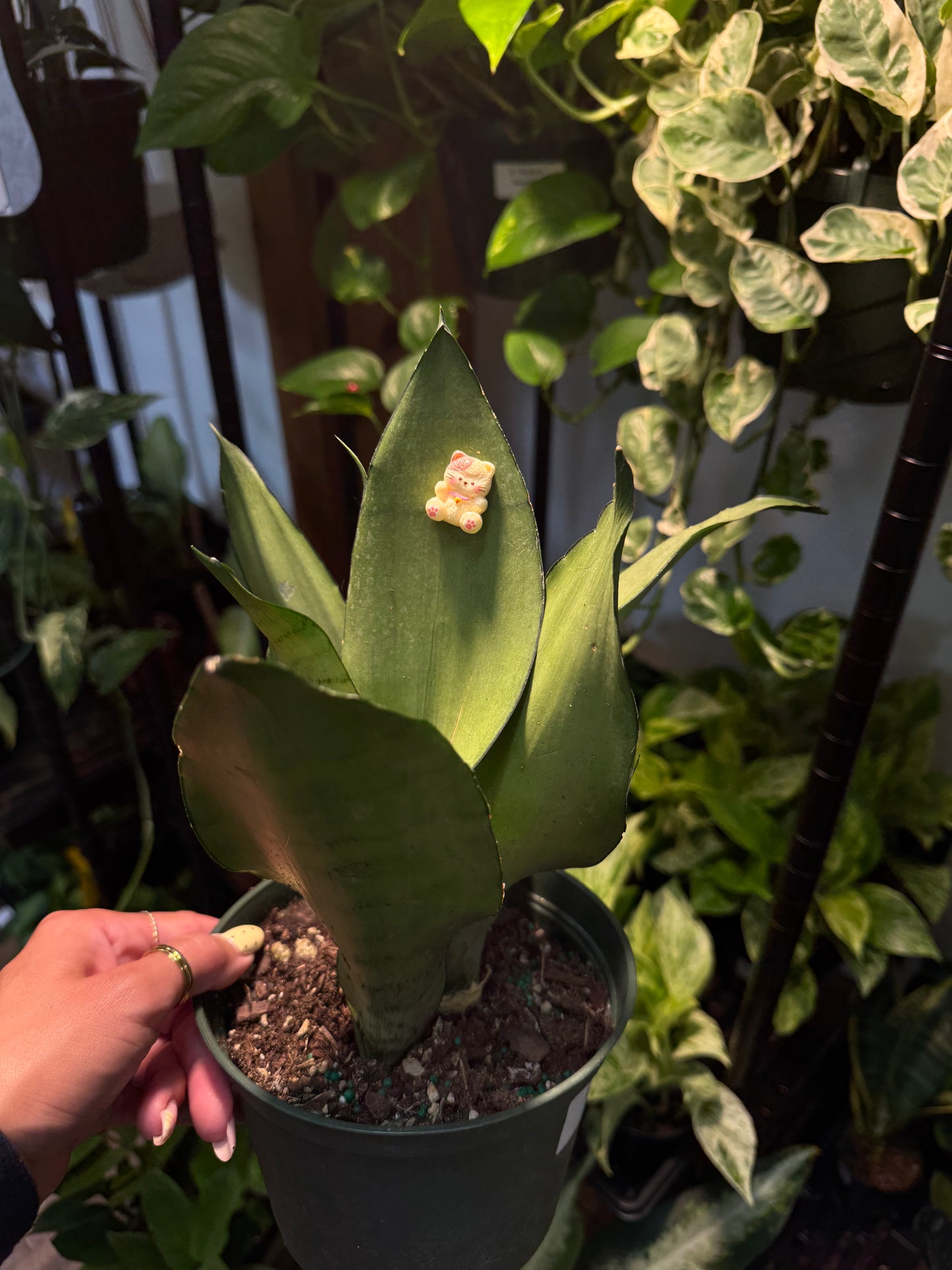 Cutesy Stuffed Animal Plant Magnet