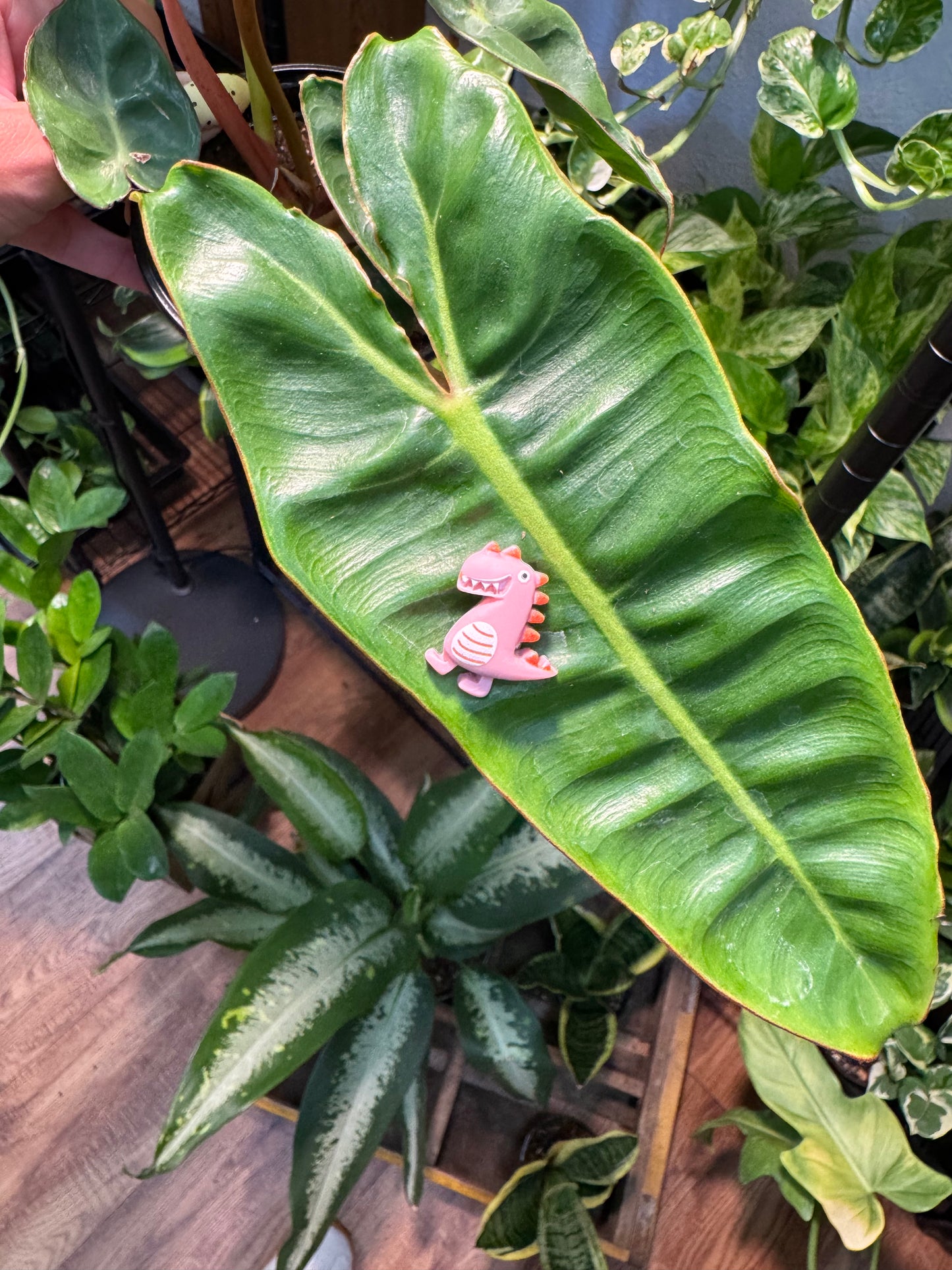 Grinning Dinosaur Plant Magnet
