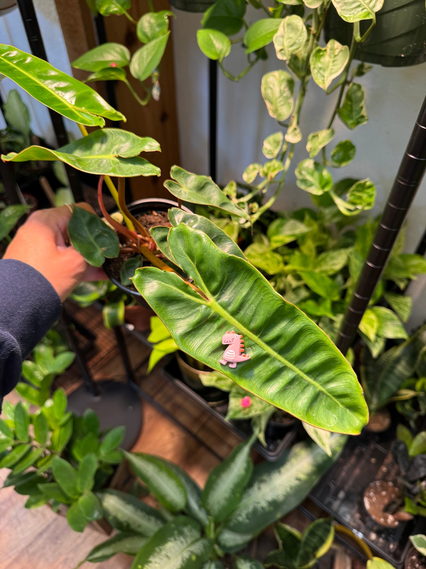 Grinning Dinosaur Plant Magnet