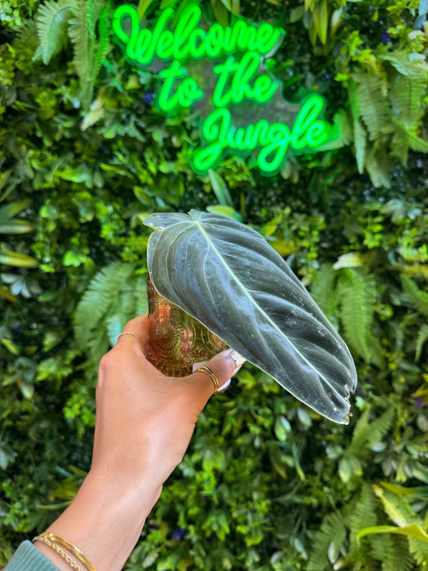 1 Leaf - Philodendron Melanochrysum Prop in Vase
