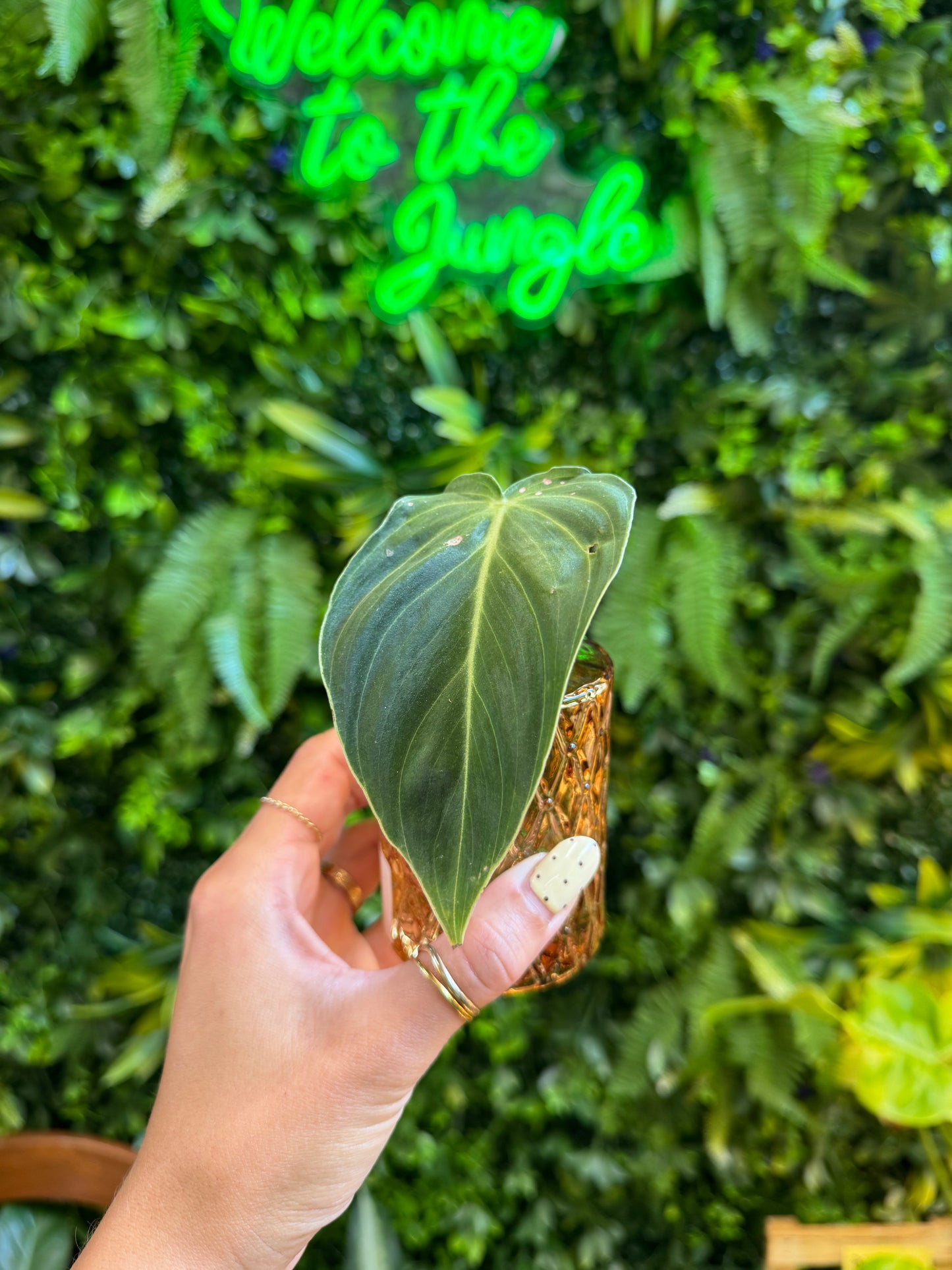 1 Leaf - Philodendron Melanochrysum Prop in Vase