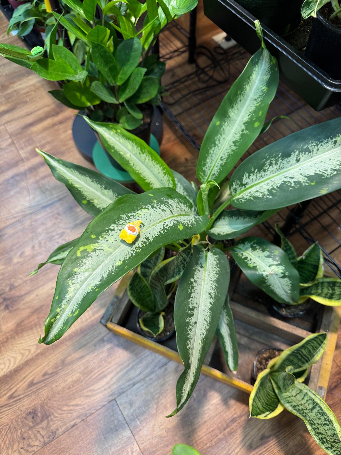 Autumn/Fall Pumpkin Gnome Plant Magnet