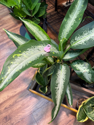 Pastel Mini Ghost Plant Magnet