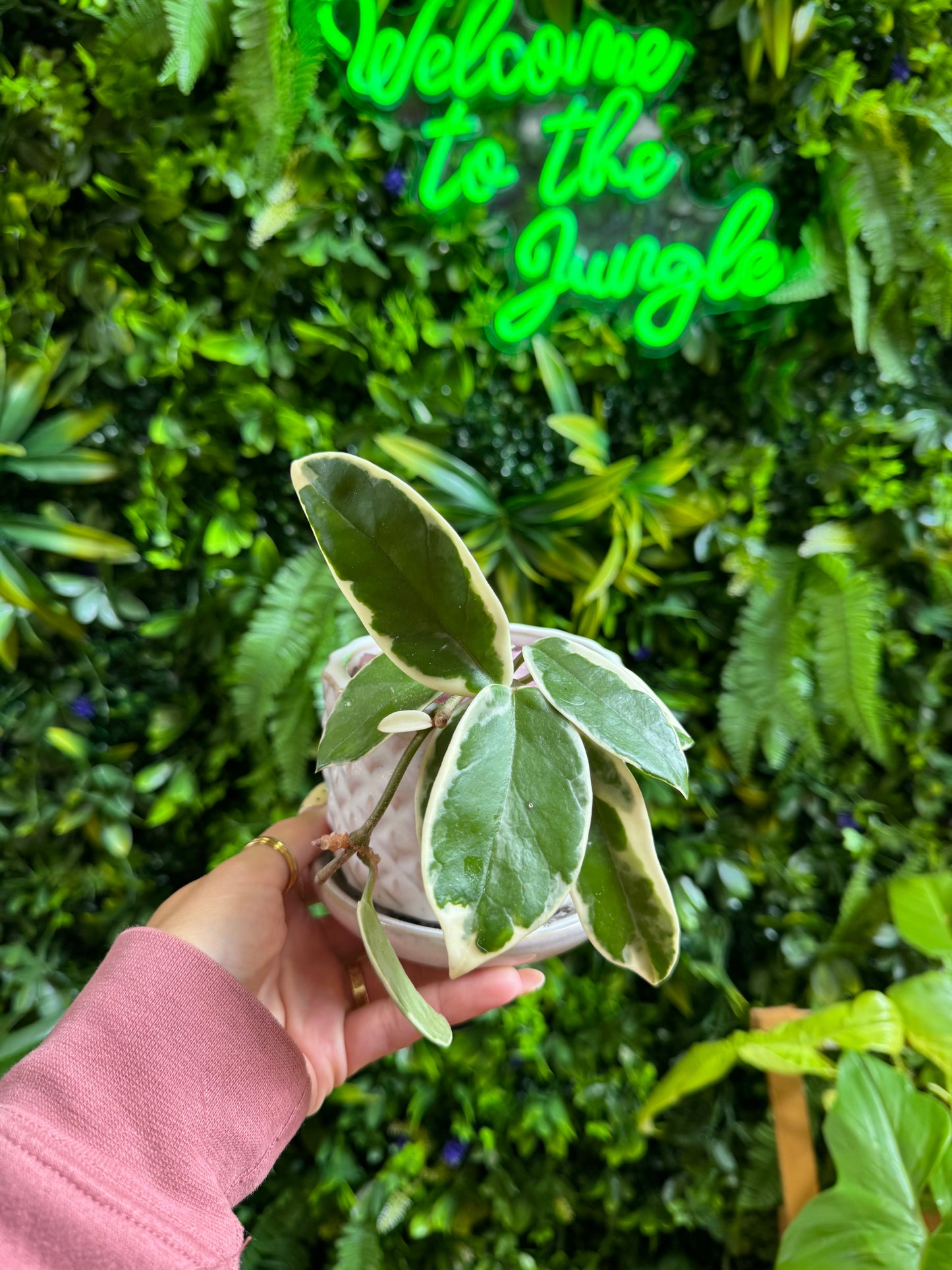4" Hoya Carnosa 'Krimson Queen'