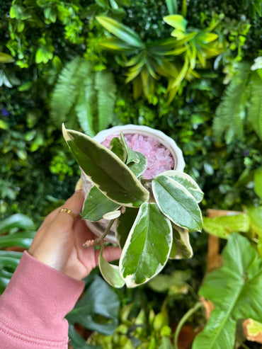 4" Hoya Carnosa 'Krimson Queen'