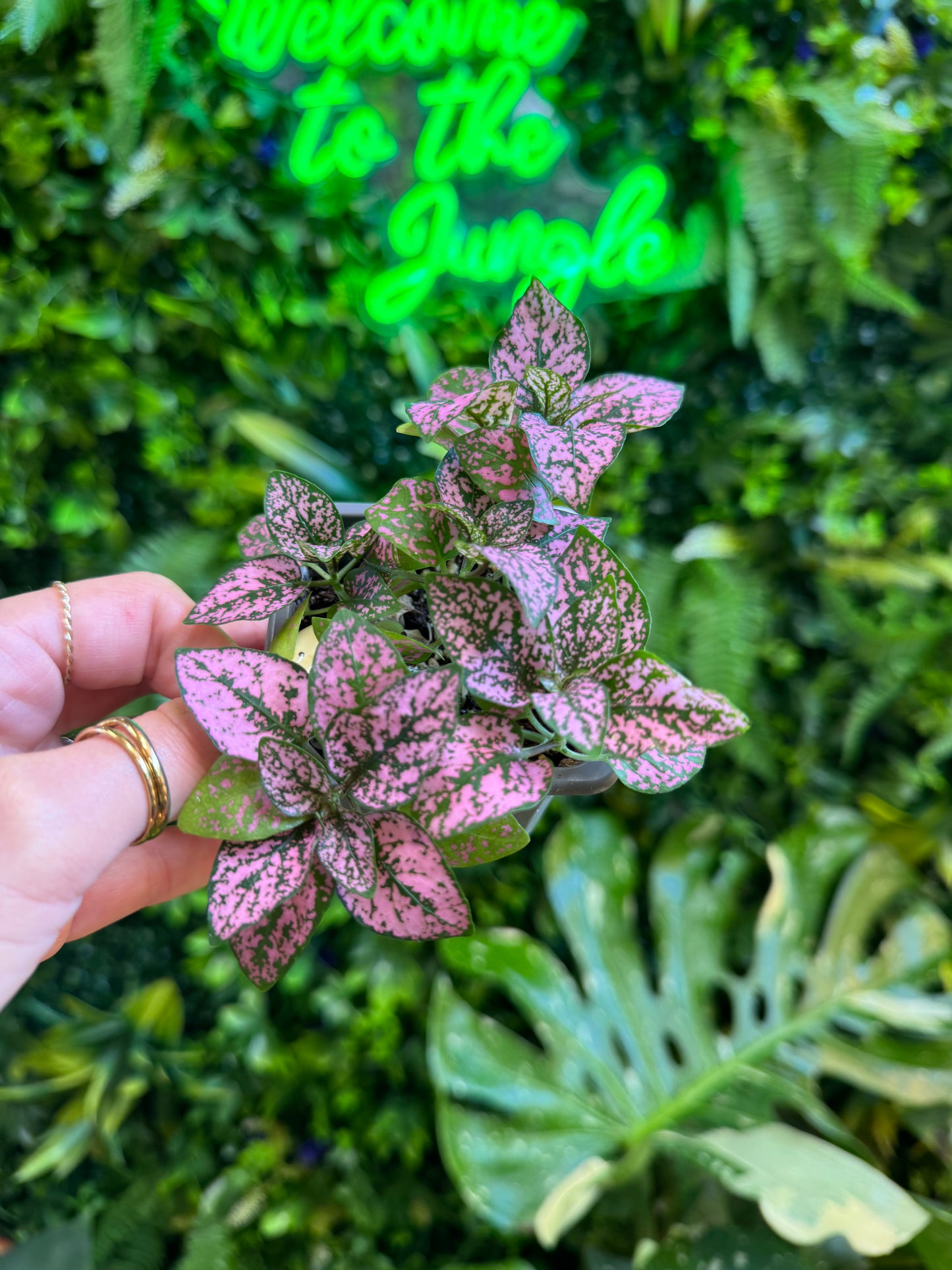 Assorted Multi-Color Polka Dot Splash (Hypoestes Phyllostachya)