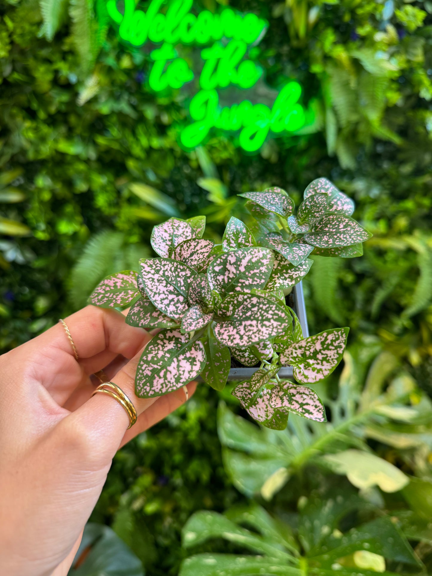 Assorted Multi-Color Polka Dot Splash (Hypoestes Phyllostachya)