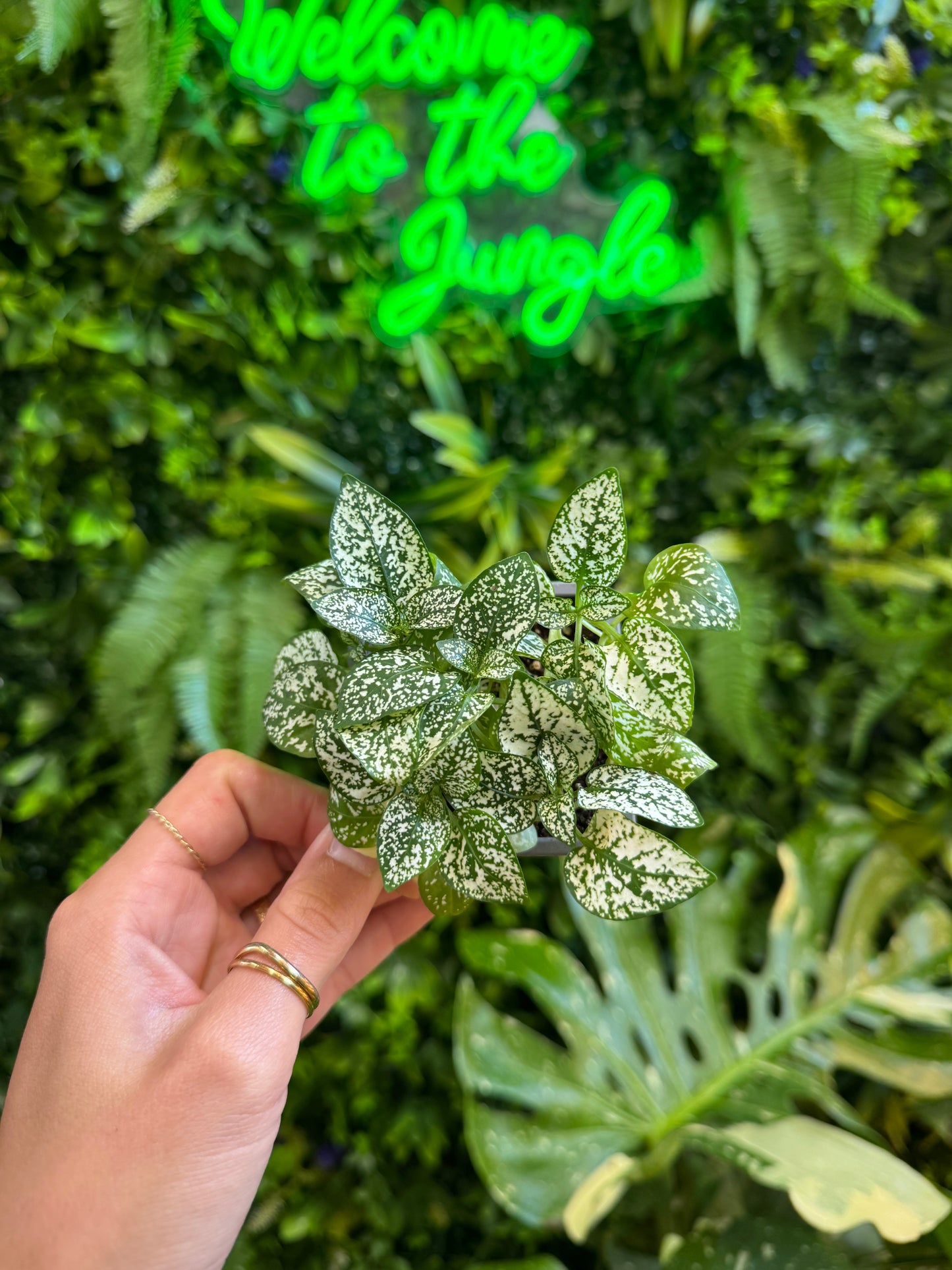 Assorted Multi-Color Polka Dot Splash (Hypoestes Phyllostachya)