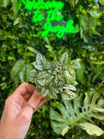 Assorted Multi-Color Polka Dot Splash (Hypoestes Phyllostachya)