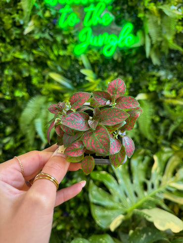 Assorted Multi-Color Polka Dot Splash (Hypoestes Phyllostachya)