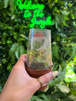 3" Venus Fly Trap