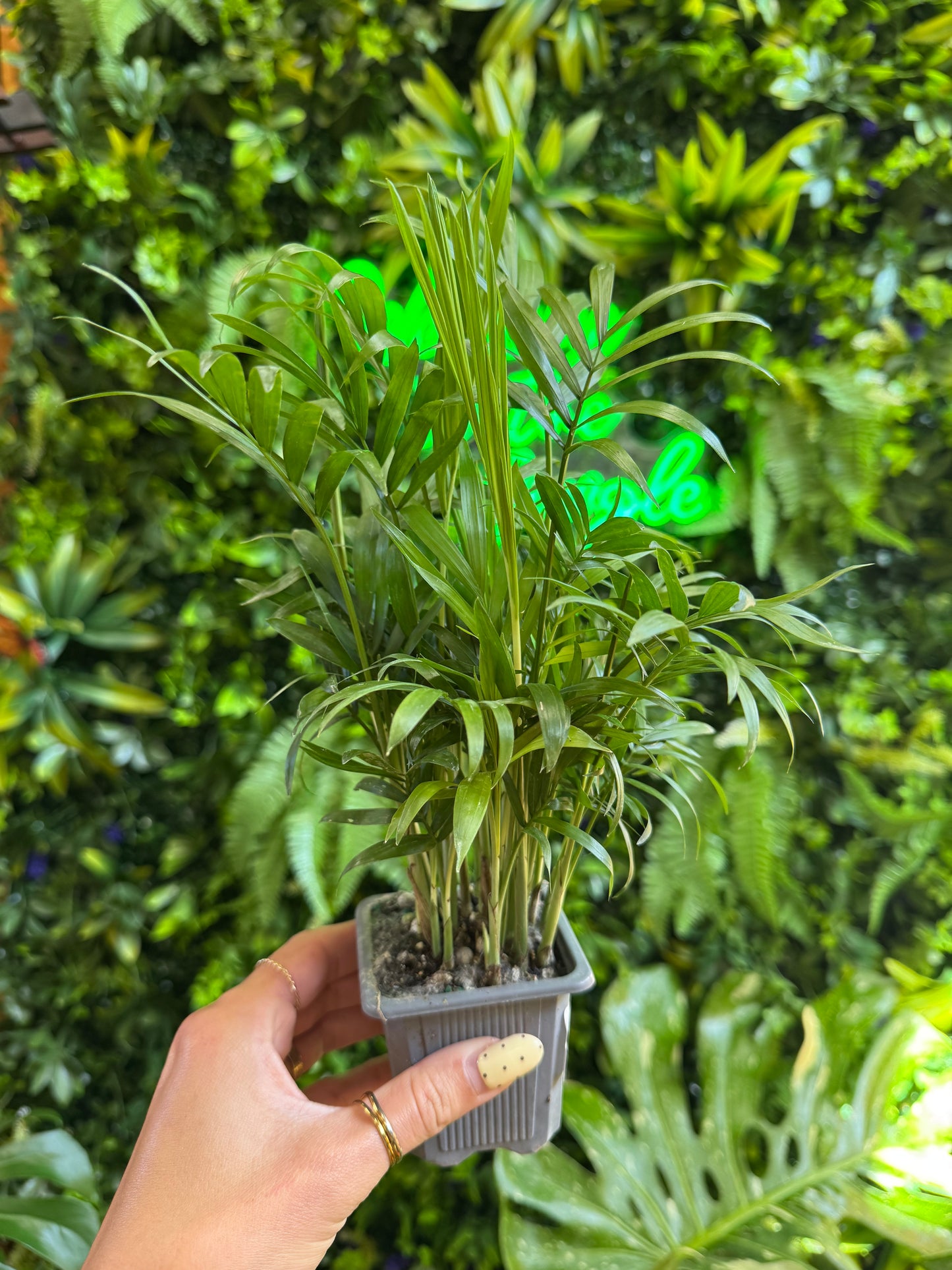 3" Neanthe 'Bella' Parlor Palm