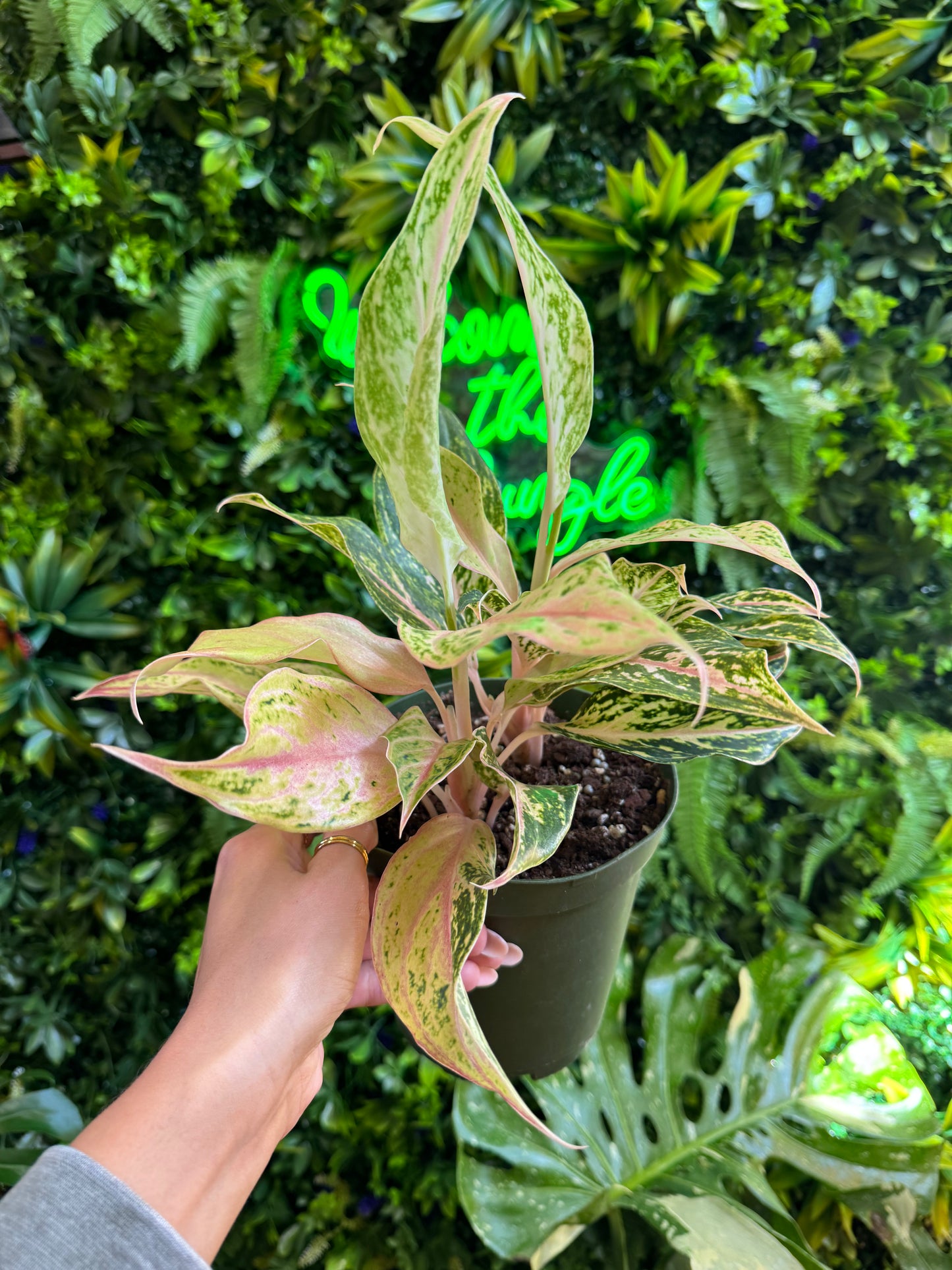 6" Assorted Aglaonema
