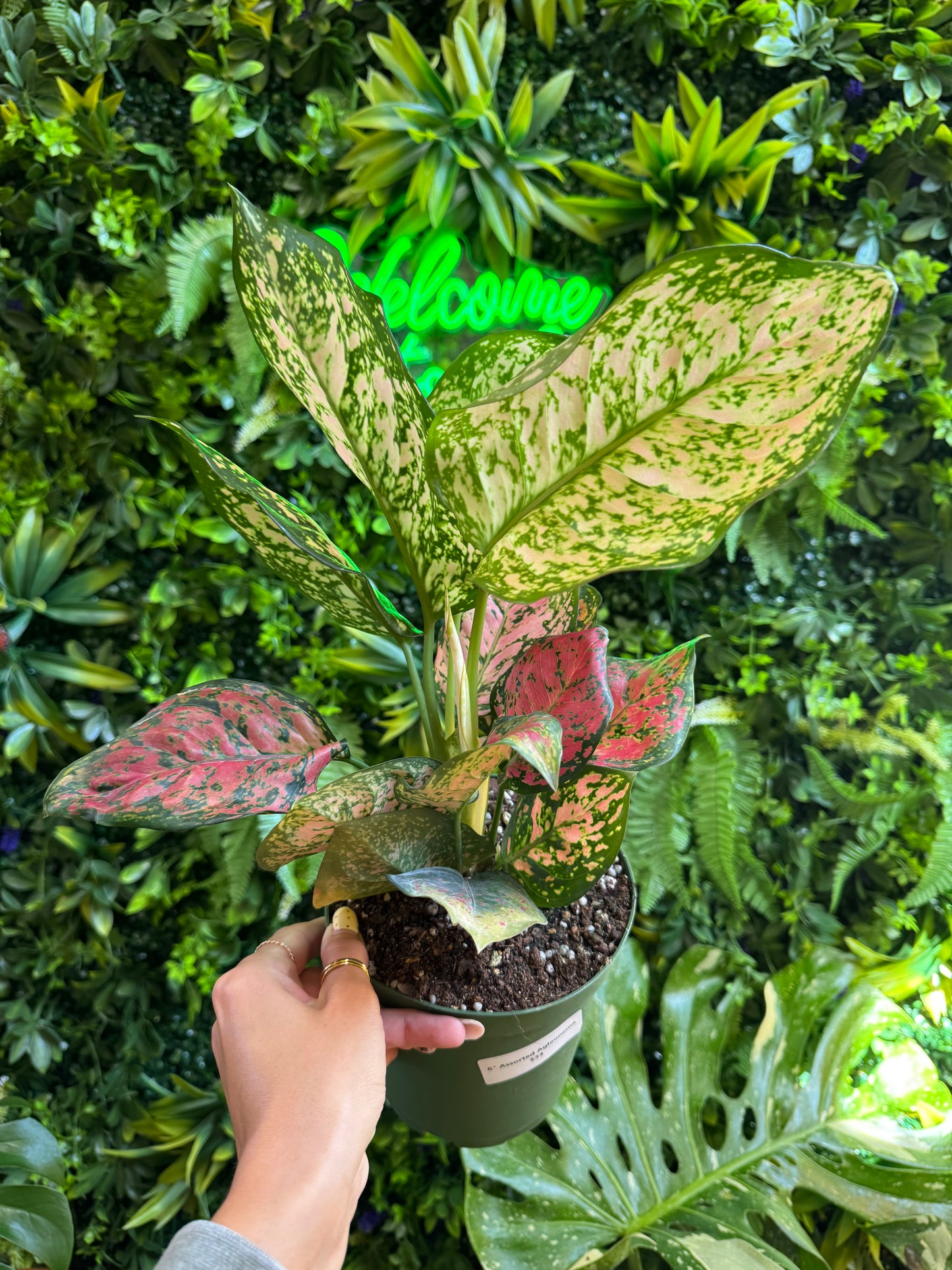6" Assorted Aglaonema