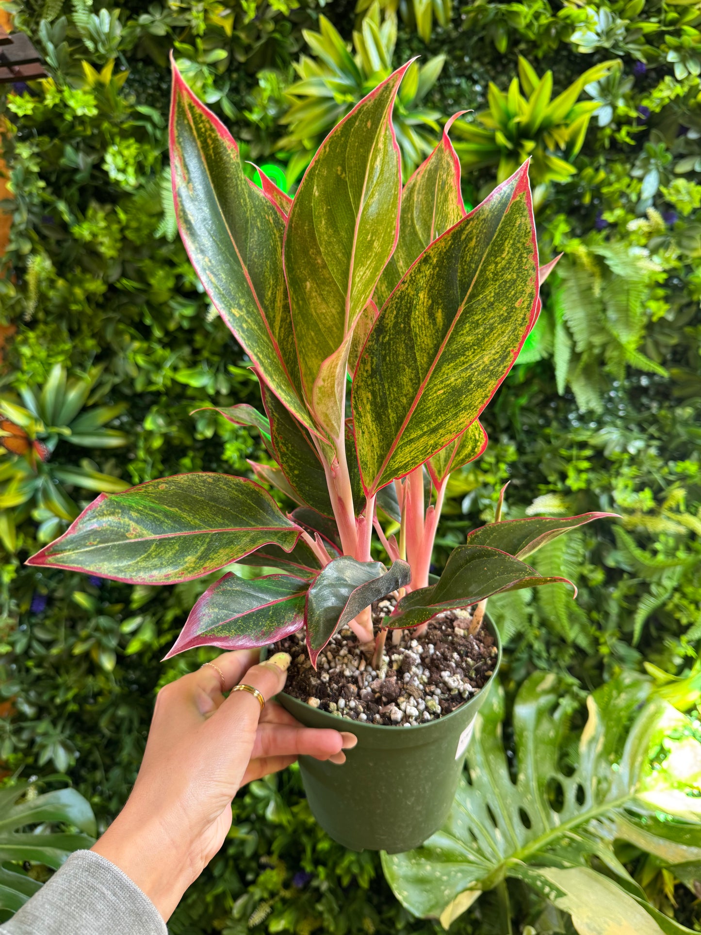 6" Assorted Aglaonema