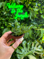 2" Pilea 'Baby Tears'