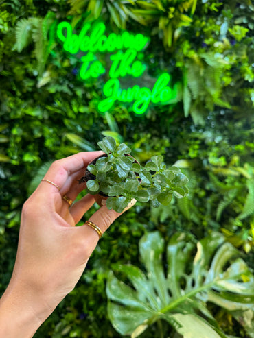 2" Pilea 'Baby Tears'