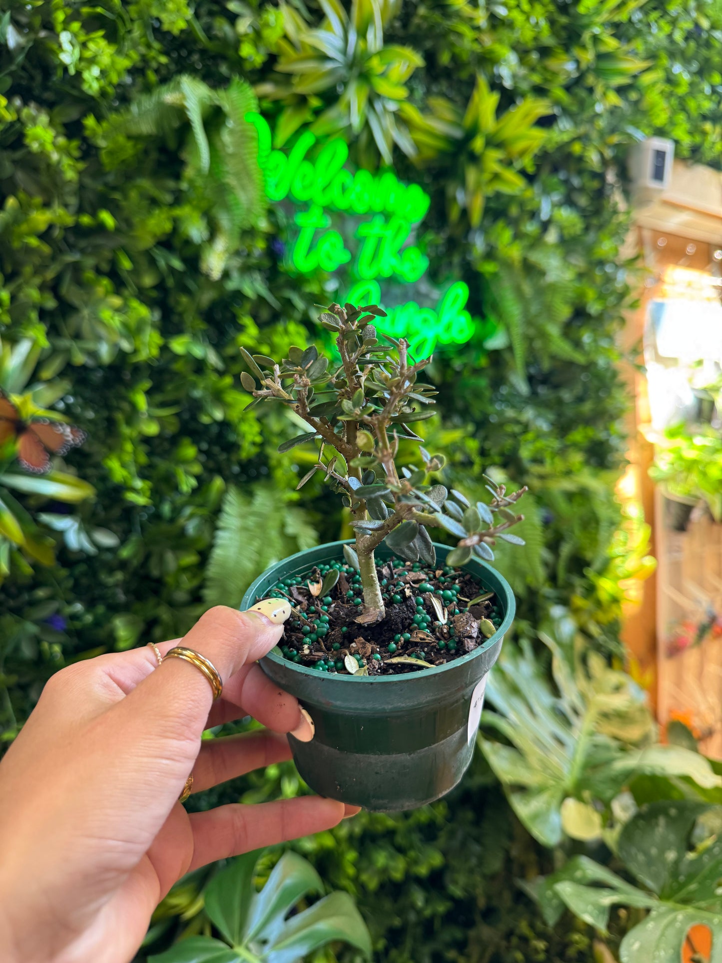 4" European Olive Start