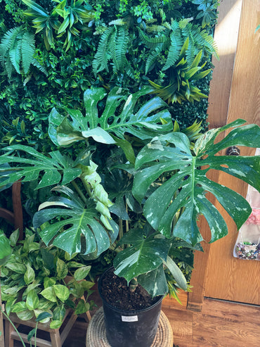 10" Monstera Thai Constellation