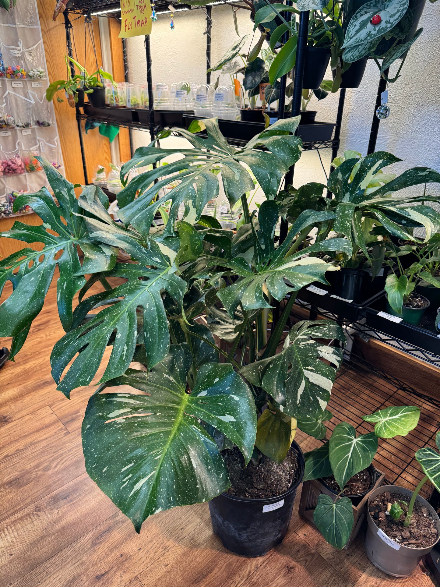 10" Monstera Thai Constellation