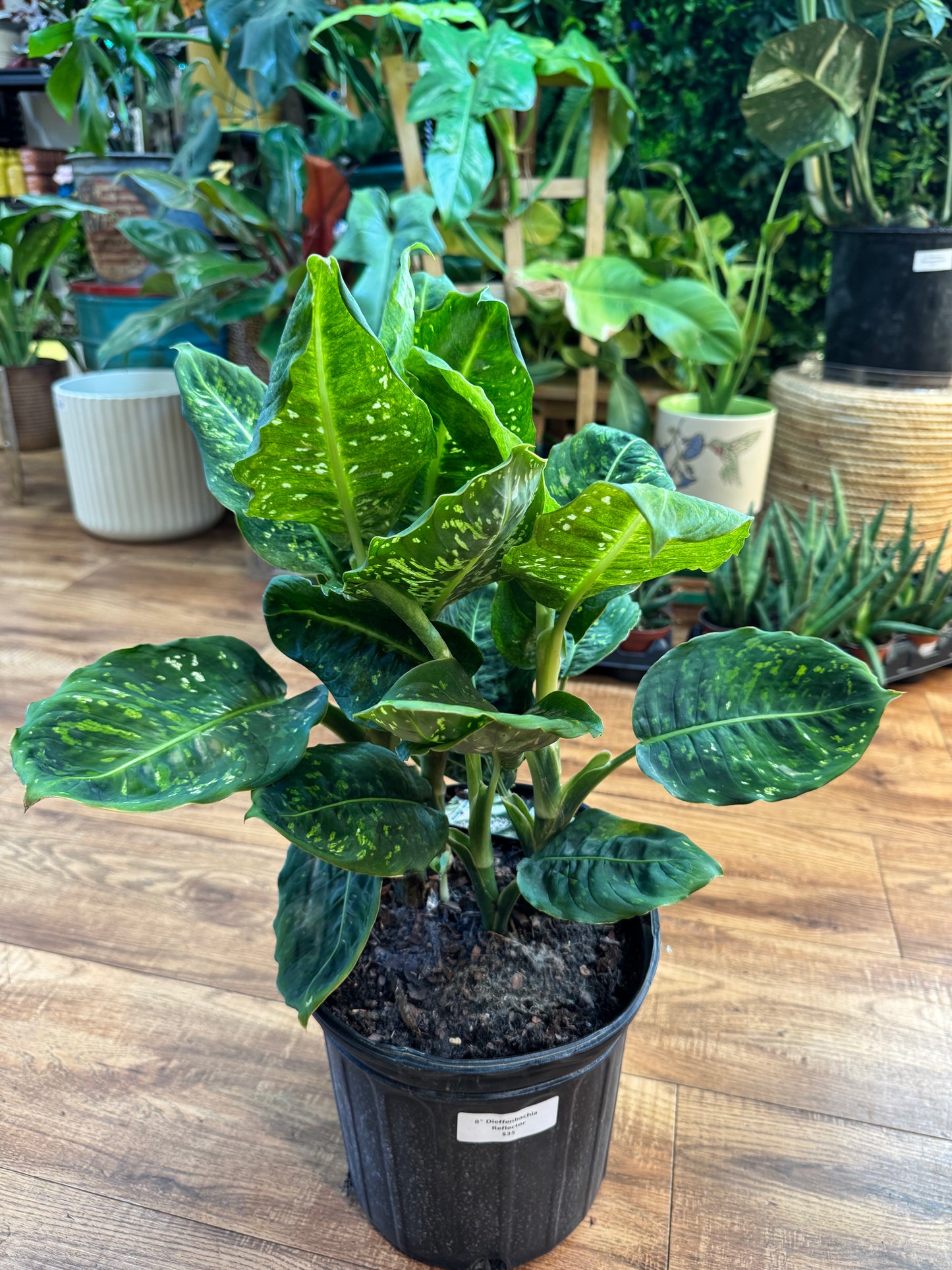 8" Dieffenbachia Reflector