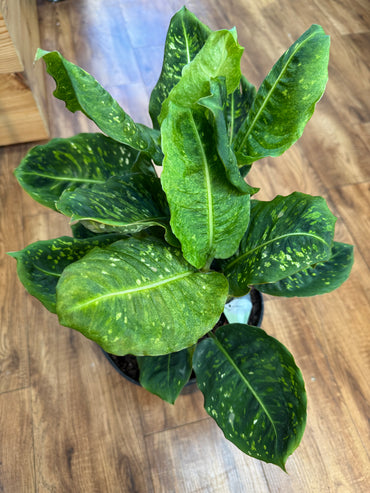 8" Dieffenbachia Reflector
