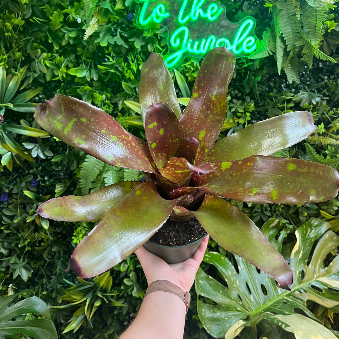 6" Bromeliad- Neoregelia 'Green Eyes'