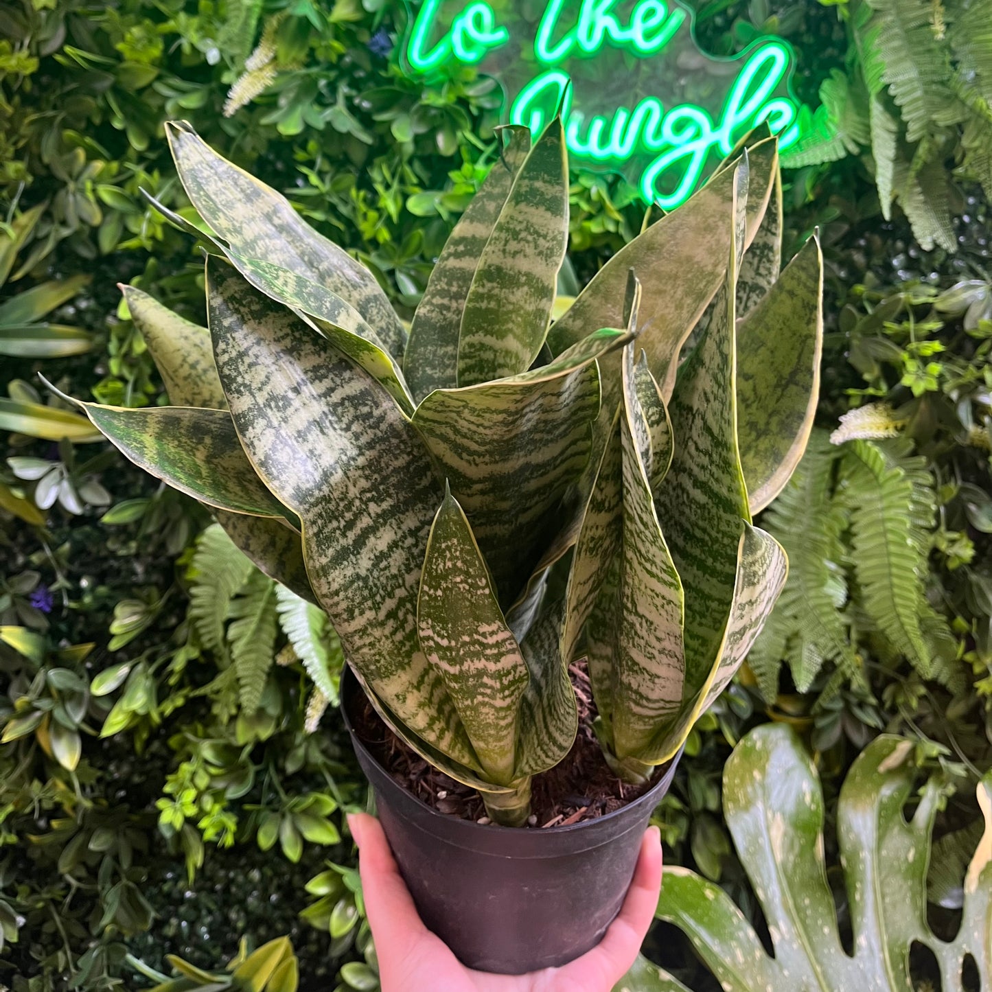 6" Sansevieria 'Superba' (Snake Plant)