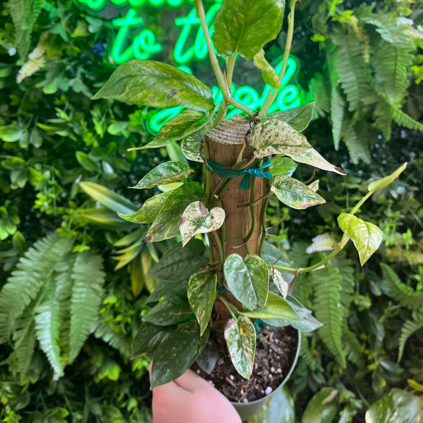 6" Cebu Blue 'Ghost' on Totem
